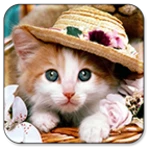 cat live wallpaper android application logo